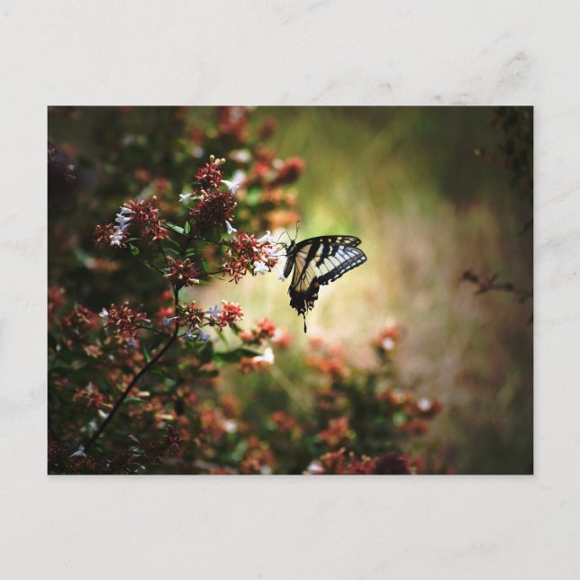 Gnadengeheimnis Postkarte (Vorderseite)