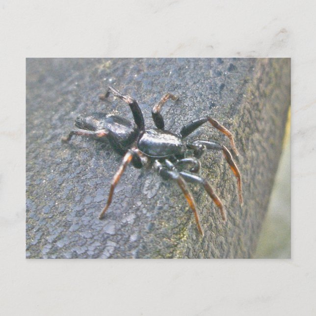 Gnaphosid Spider Postcard Postkarte (Vorderseite)