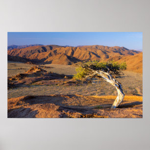 Gnarled Tree and Desert Lands, Richtersveld Poster