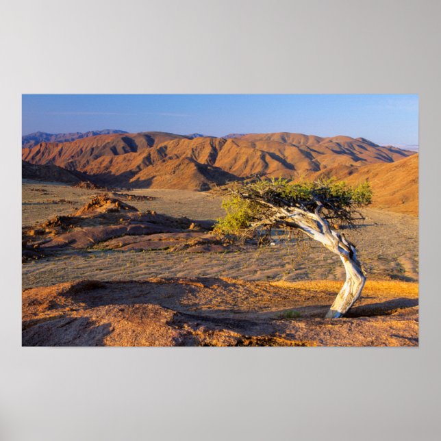 Gnarled Tree and Desert Lands, Richtersveld Poster (Vorne)