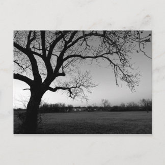 Gnarled Tree Postcard Postkarte