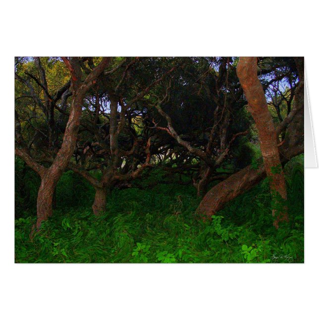 Gnarled Trees (Vorderseite (Horizontal))
