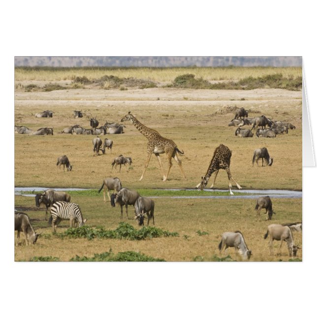 Gnous, Zèbres et Girafes (Devant horizontal)