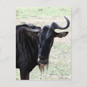 Gnu-Horn Postkarte