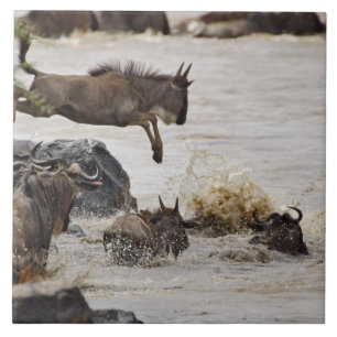 Gnu springt in den Mara-Fluss Fliese