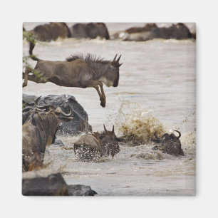Gnu springt in den Mara-Fluss Magnet