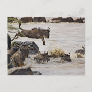 Gnu springt in den Mara-Fluss Postkarte
