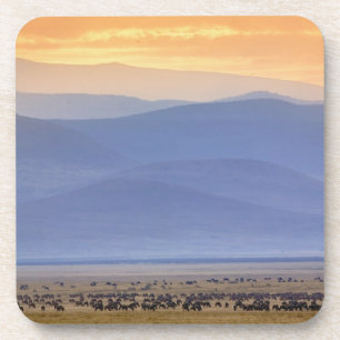 Gnus während der Migration, Connochaetes Getränkeuntersetzer