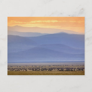 Gnus während der Migration, Connochaetes Postkarte