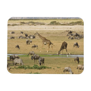 Gnus, Zebras und Giraffen Magnet