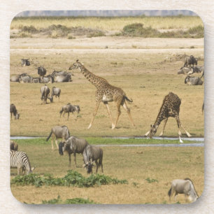 Gnus, Zebras und Giraffen Untersetzer
