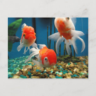 Go Fish Postkarte