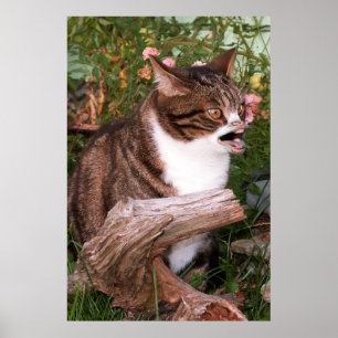 Goacat Plakat