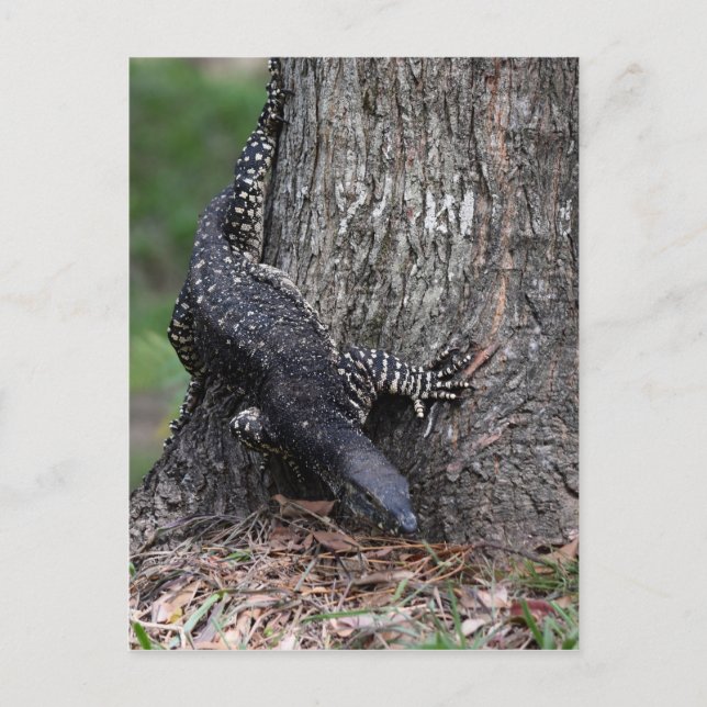 GOANNA EUNGELLA NATIONAL PARL QUEENSLAND AUSTRALIA POSTKARTE (Vorderseite)