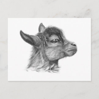 Goat Baby G099 Postkarte