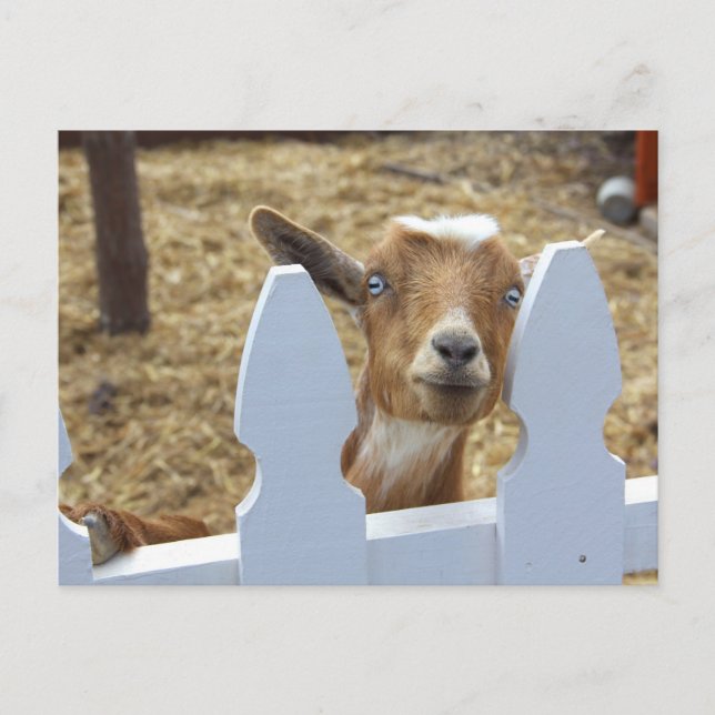 Goat Greetings Postkarte (Vorderseite)