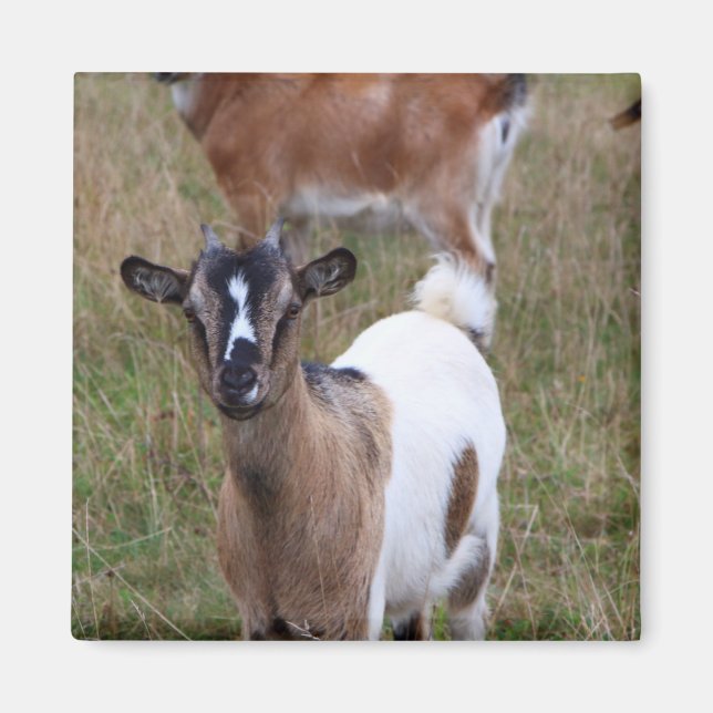 Goat in a field magnet (Vorne)