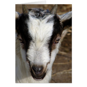 Goat Kid