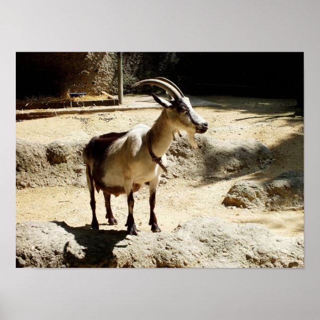 Goat Poster (Vorne)