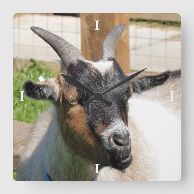 GOAT QUADRATISCHE WANDUHR (Vorderseite)
