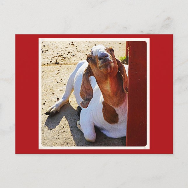 Goat Say's Cheese! Postkarte (Vorderseite)