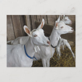 Goat Trio Postkarte