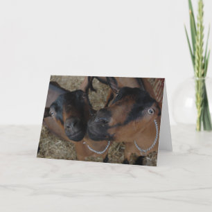 Goats Karte