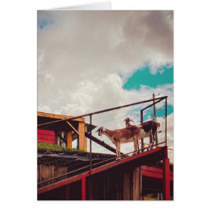 goats on the roof