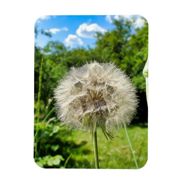 Goatsbeard-Wildblume Magnet (Vertikal)