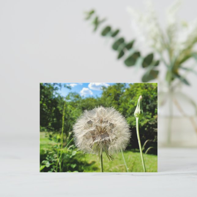Goatsbeard-Wildblume Postkarte (Stehend Vorderseite)