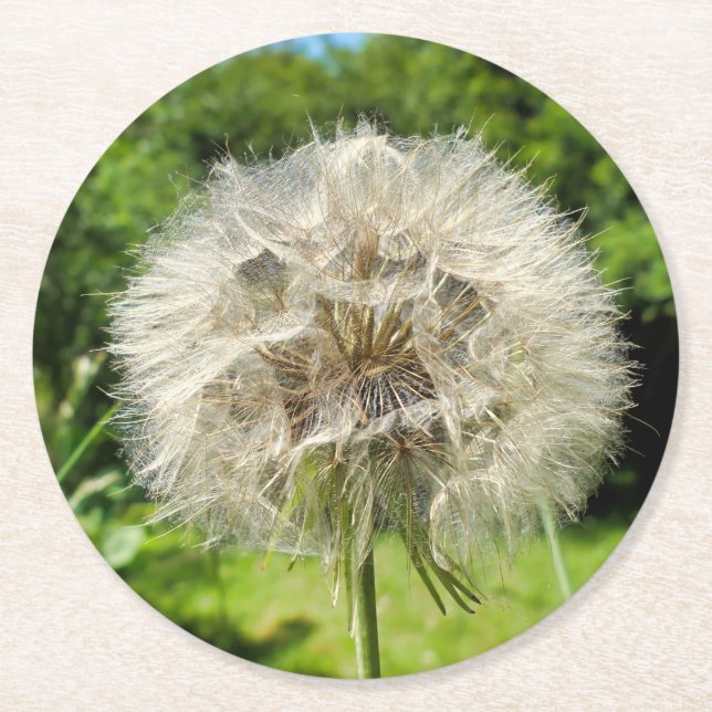 Goatsbeard-Wildblume Runder Pappuntersetzer (Vorderseite)
