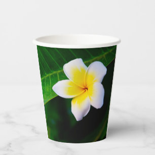 Gobelets En Papier Photographie de fleurs de plumeria
