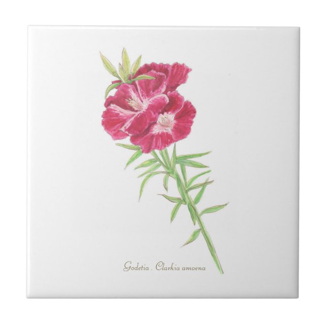 Godetia Fliese (Vorderseite)