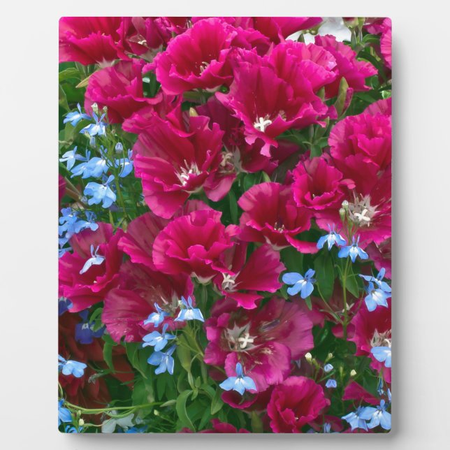 Godetia und Lobelia Fotoplatte (Vorderseite)