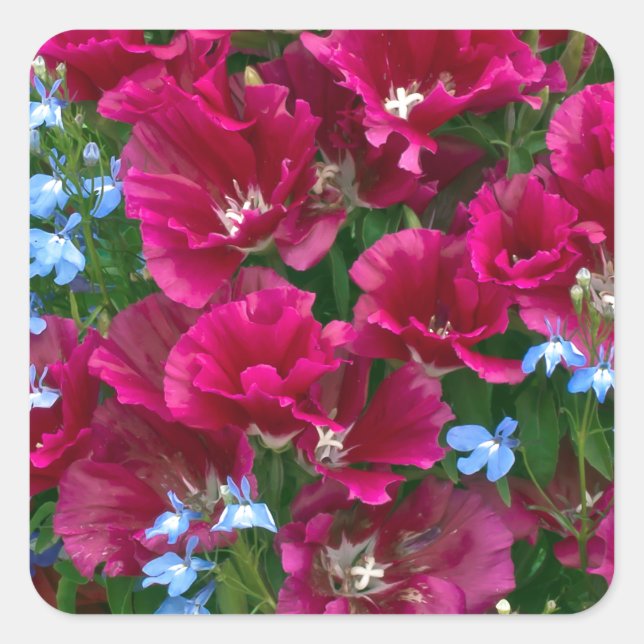 Godetia und Lobelia Quadratischer Aufkleber (Vorderseite)