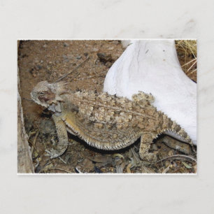 Godzilla-Rücksendungen Postkarte