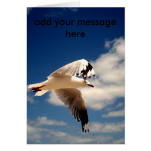 Goéland de mer blanc,