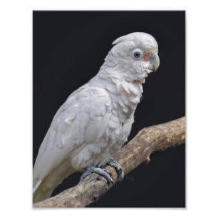 Goffin's Cockatoo Print Fotodruck