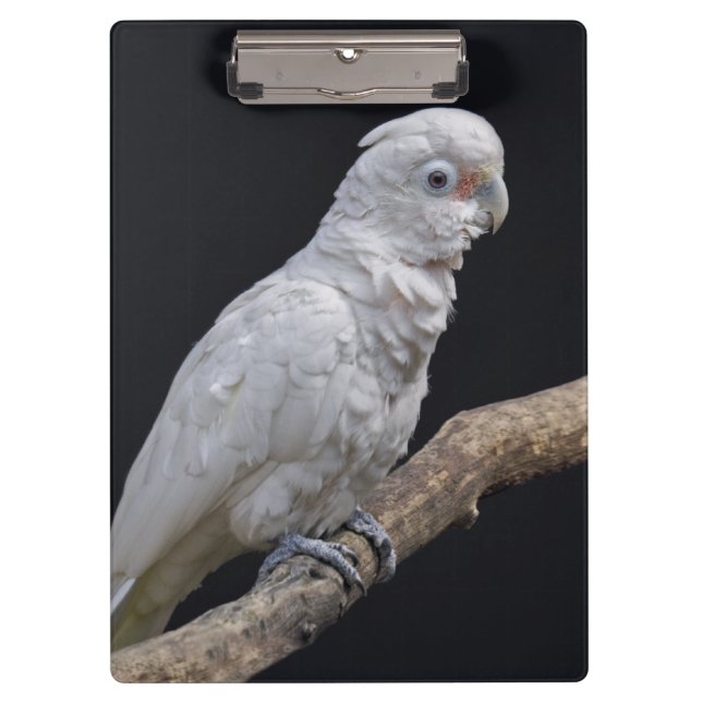 Goffin's Cockatoo-Zwischenablage Klemmbrett (Vorderseite)