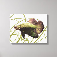 Gold Betta Fighting Fish