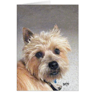 Gold Cairn Terrier