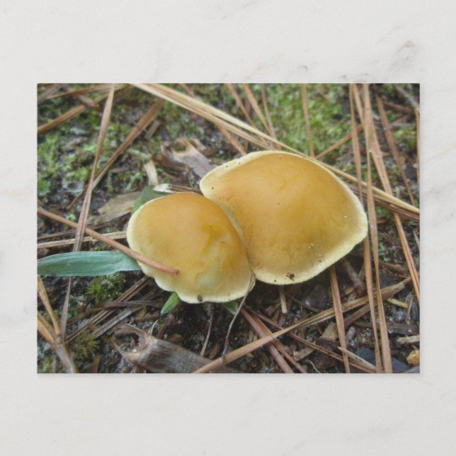 Gold Creme Pair OBX Postkarte (Vorderseite)