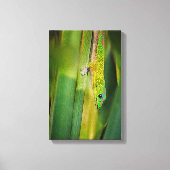 Gold Dust Day Gecko 2 Leinwanddruck (Vorderseite)