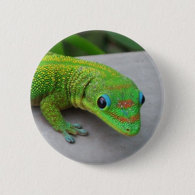 Gold Dust Day Gecko - Audition und Gecko holen Button (Vorderseite)
