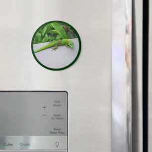 Gold Dust Day Gecko - Audition und Gecko holen Magnet