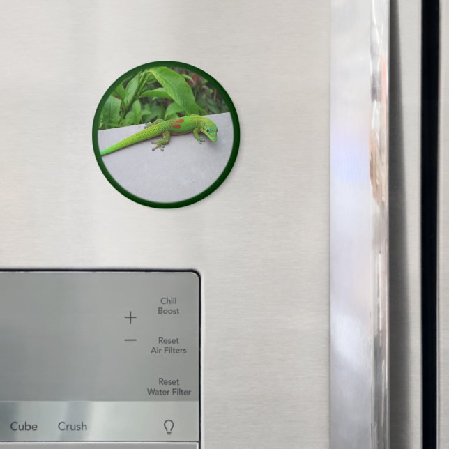 Gold Dust Day Gecko - Audition und Gecko holen Magnet (In Situ (Kühlschrank))