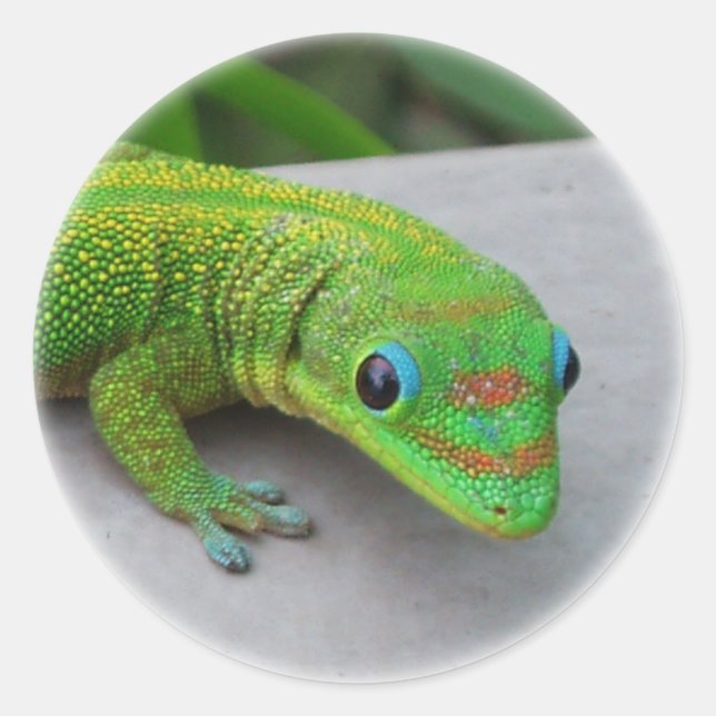 Gold Dust Day Gecko - Audition und Gecko holen Runder Aufkleber (Vorderseite)