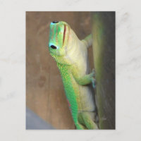 Gold Dust Day Gecko Foto