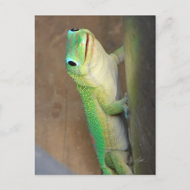 Gold Dust Day Gecko Foto Postkarte (Vorderseite)