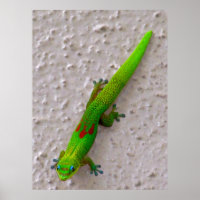 Gold Dust Day Gecko